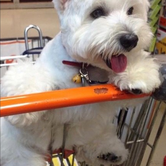 Meet your Posher, Donna. - Picture 4 of 4